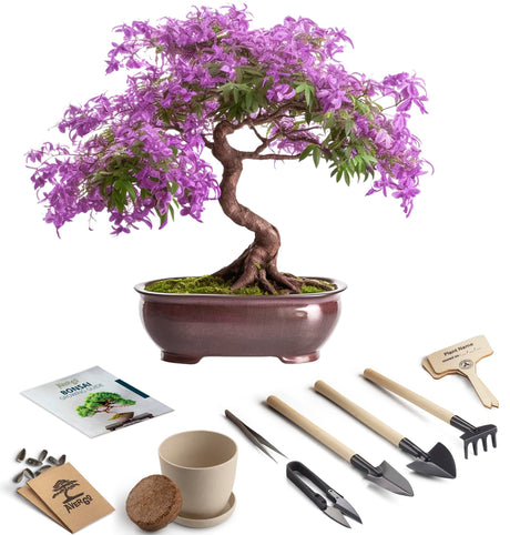 Bonsai Starter Kit – Growing Jacaranda Bonzai Tree from Seeds | Complete Indoor Tree Kit for Growing Plants with Tools & Planter – Gardening Gifts for Mother, Women & Men AVERGO