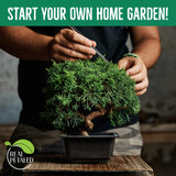 REALPETALED Bonsai Starter Kit – Japanese Bonsai Tree Kit with Bonsai Tools, 7 Bonsai Tree Seeds, Pots – Complete Grow Your Own Bonsai Tree Live Kit – Plant Lover Gifts Home Gifts for Men and Women REALPETALED