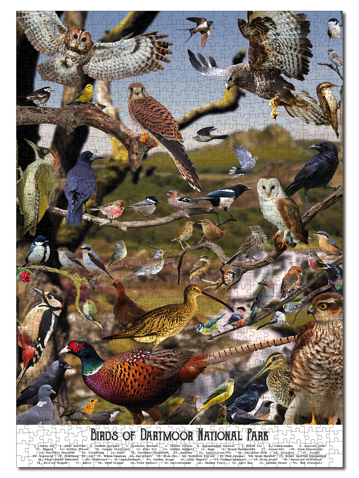 Bird Puzzles for Adults 1000 Pieces | Discover Birds of Dartmoor National Park - A 1000 Piece Puzzle for Adults | Gift for Nature and Wildlife Lovers | Adapted from an Original Art Collage Jam Contemporary Art