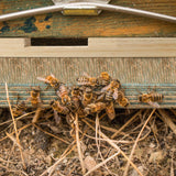 Amyhill 4 Pack Beehive Entrance Reducer 10 Frame Wooden Entrance Reducers for Bee Hive Entrance Protector Beekeeping Bee Hive Entrance Reducer for Beekeeping 14.75 x 0.75 x 0.75 Inch Amyhill