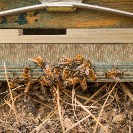 Amyhill 4 Pack Beehive Entrance Reducer 10 Frame Wooden Entrance Reducers for Bee Hive Entrance Protector Beekeeping Bee Hive Entrance Reducer for Beekeeping 14.75 x 0.75 x 0.75 Inch Amyhill