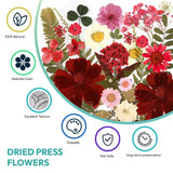 Resiners 100Pcs Dried Pressed Flowers for Resin Molds, Red Real Natural Dried Flowers Dry Leaves kit for Scrapbook Supplies Card Making Resin Jewelry Making Soap Candle DIY Crafts Resiners