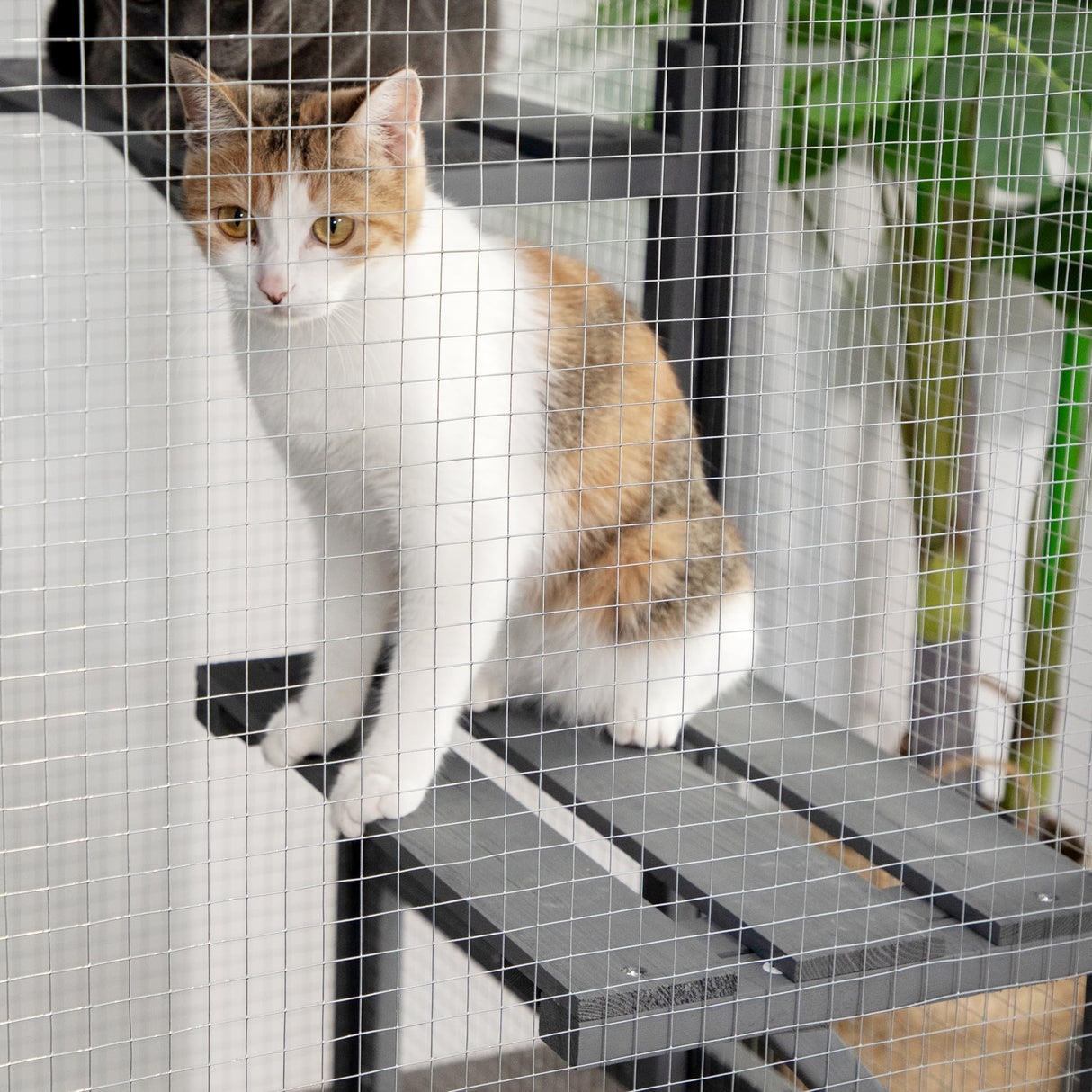 COZIVVOVV Outdoor Cat Enclosures, Weatherproof Catio for Cats, Large Cat Cage with 3 Platforms and Litter Box, Wooden Cat Crates for Indoor Cats & Cat House, Grey COZIVVOVV