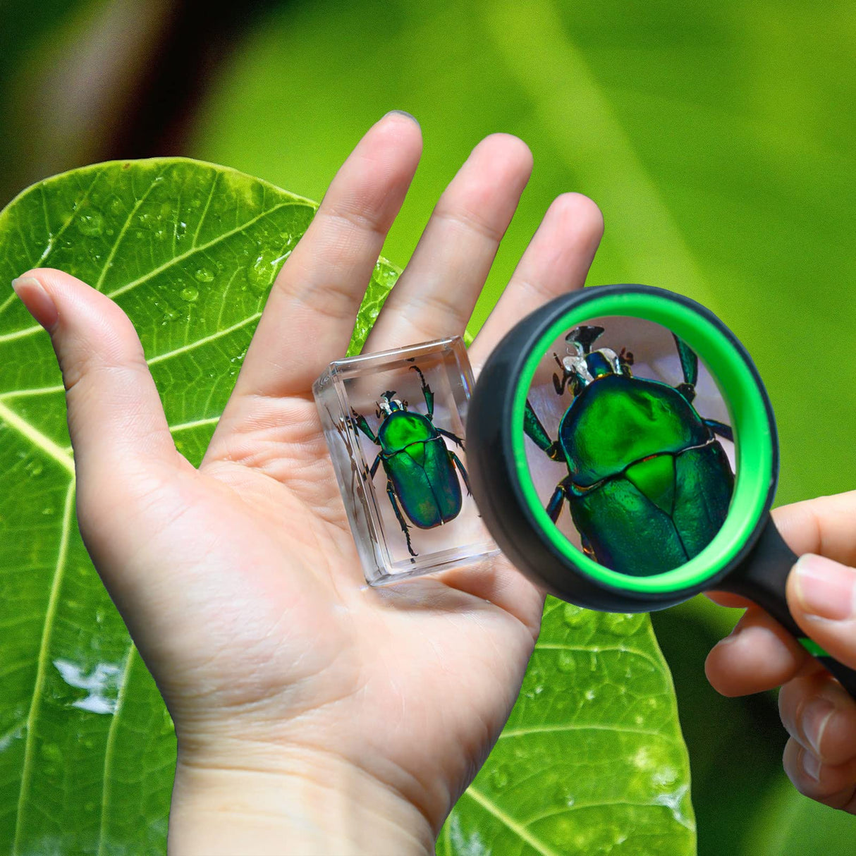 12 Pcs Insect Resin Specimen, Real Bugs Kit for Kids Science Toy Biology Education Insect Collection Resin Specimen Gift Home Decoration TINGLAN