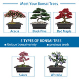 Sproutix Bonsai Starter Kit, 5 Seeds Growing into Acacia, Wisteria, Sakura, Red Maple and Black Pine, Including Complete Gardening Tools with A Gift Box, Christmas Gifts for Men Women Beginners SPROUTIX