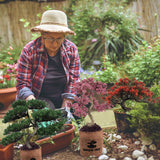 Sproutix Bonsai Garden Starter Kit, 4 Seeds Growing into Sakura, Ginkgo, Black Pine, Red Flame, Including Complete Gardening Tools & A Wooden Box with Cover, Christmas Gifts for Men Women Beginners SPROUTIX