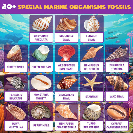 PIBEX Ocean Fossil Dig Kit, Dig up 20+ Real Shells & Seasnails, STEM Educational Activity Set Sea Creatures Excavation Toy for Kids, Marine Biology Geology Science Kit, Gift for Boys and Girls Age 6+ PIBEX