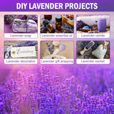 Timoo Dried Lavender Bundles 100 Natural Dried Lavender Flowers for Home Decoration, Photo Props, Home Fragrance, 2 Bundles Pack Timoo
