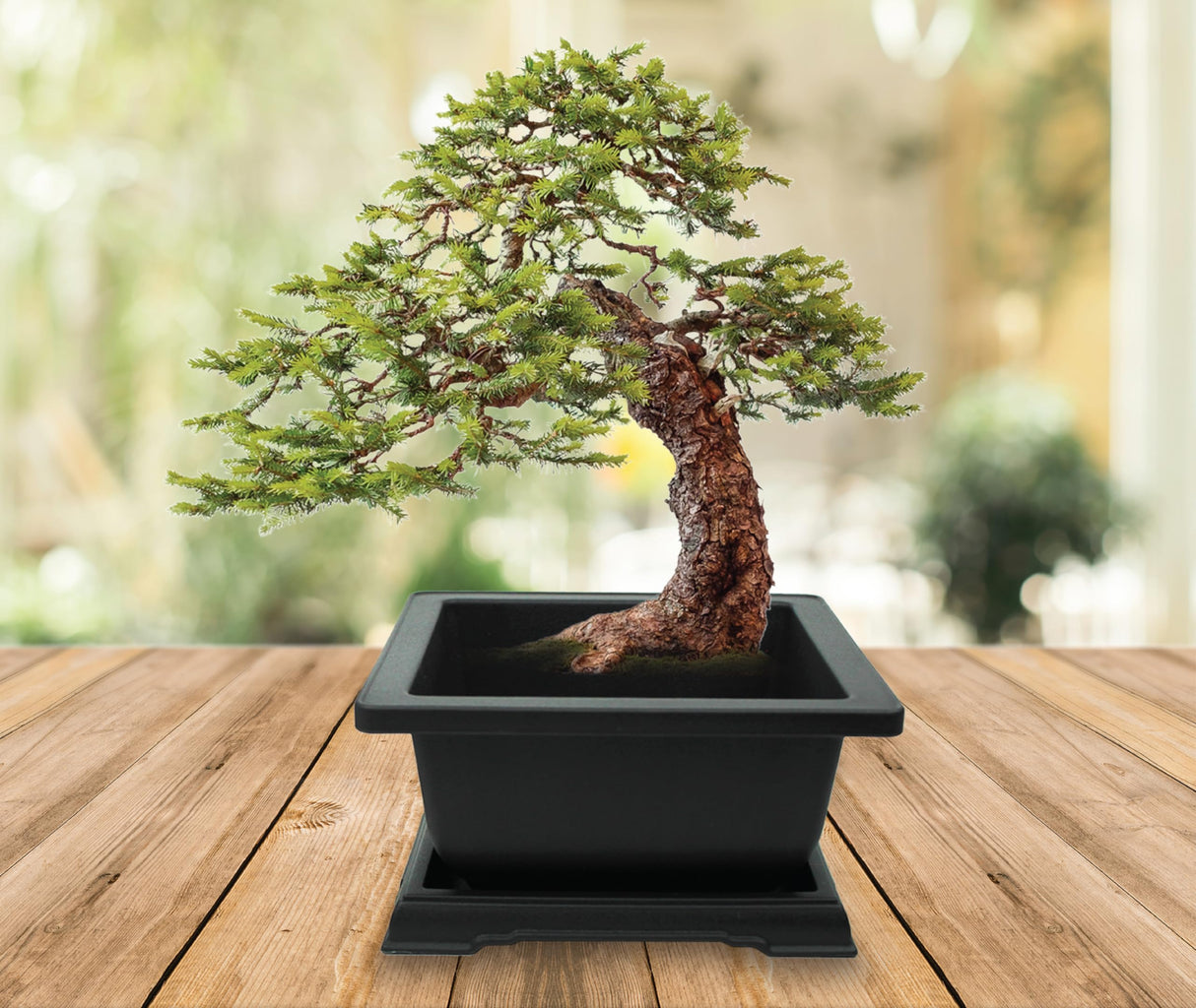 BUZZY Seeds Bonsai Complete Starter Kit (Norway Spruce) - Gardening Gifts - Guaranteed to Grow - Best Indoor Grow Your Own Gardening Gift - Hobbies for Plant Lovers or Unique Christmas Gifts BUZZY