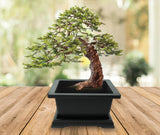 BUZZY Seeds Bonsai Complete Starter Kit (Norway Spruce) - Gardening Gifts - Guaranteed to Grow - Best Indoor Grow Your Own Gardening Gift - Hobbies for Plant Lovers or Unique Christmas Gifts BUZZY