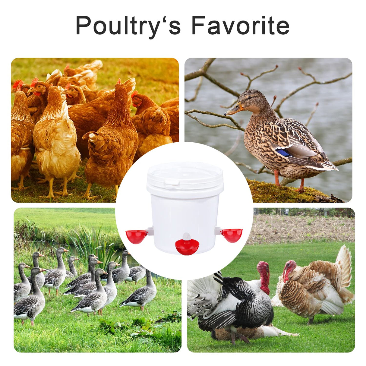 Darcvds Professional Chicken Waterer Cups, 8 Packs Large Chicken Water Feeder, Tee Fittings Poultry Waterer Suitable for Duck, Chicks, Goose, Turkey, Bunny and Bird with Mounting Hole Opener Darcvds