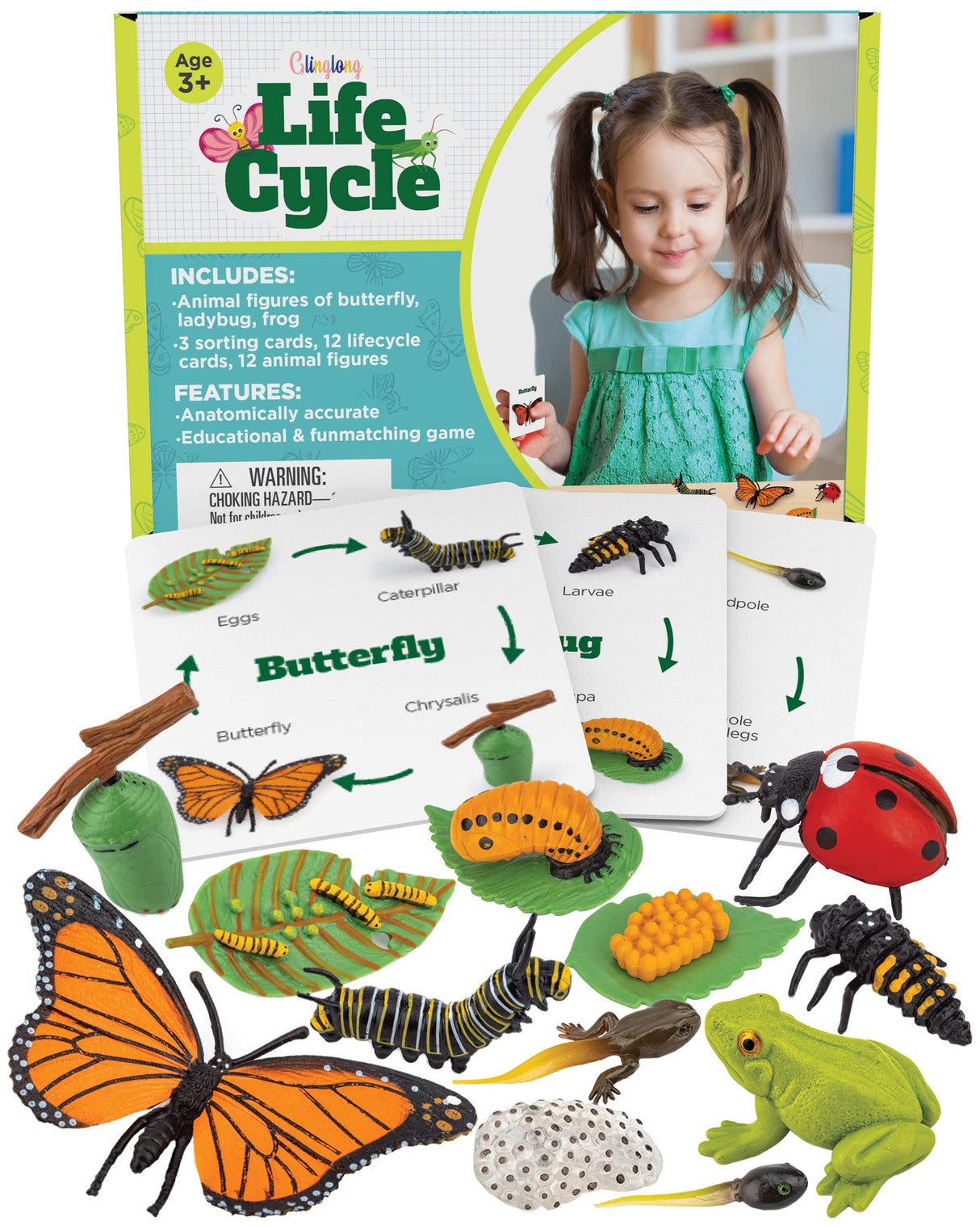 Life Cycle Animal Kit - 12-Piece Montessori Science Toy with Frog, Ladybug & Butterfly Figures. Matching Game & Educational Gift for Kids Ages 3 4 5 6 7 8 GLINGLONG