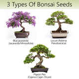 Avergo Bonsai Tree Kit – 3X Unique Japanese Bonzai Trees | Complete Indoor Starter Kit for Growing Bonsai Plants with Tools & Planters – Gardening Gifts for Women & Men AVERGO