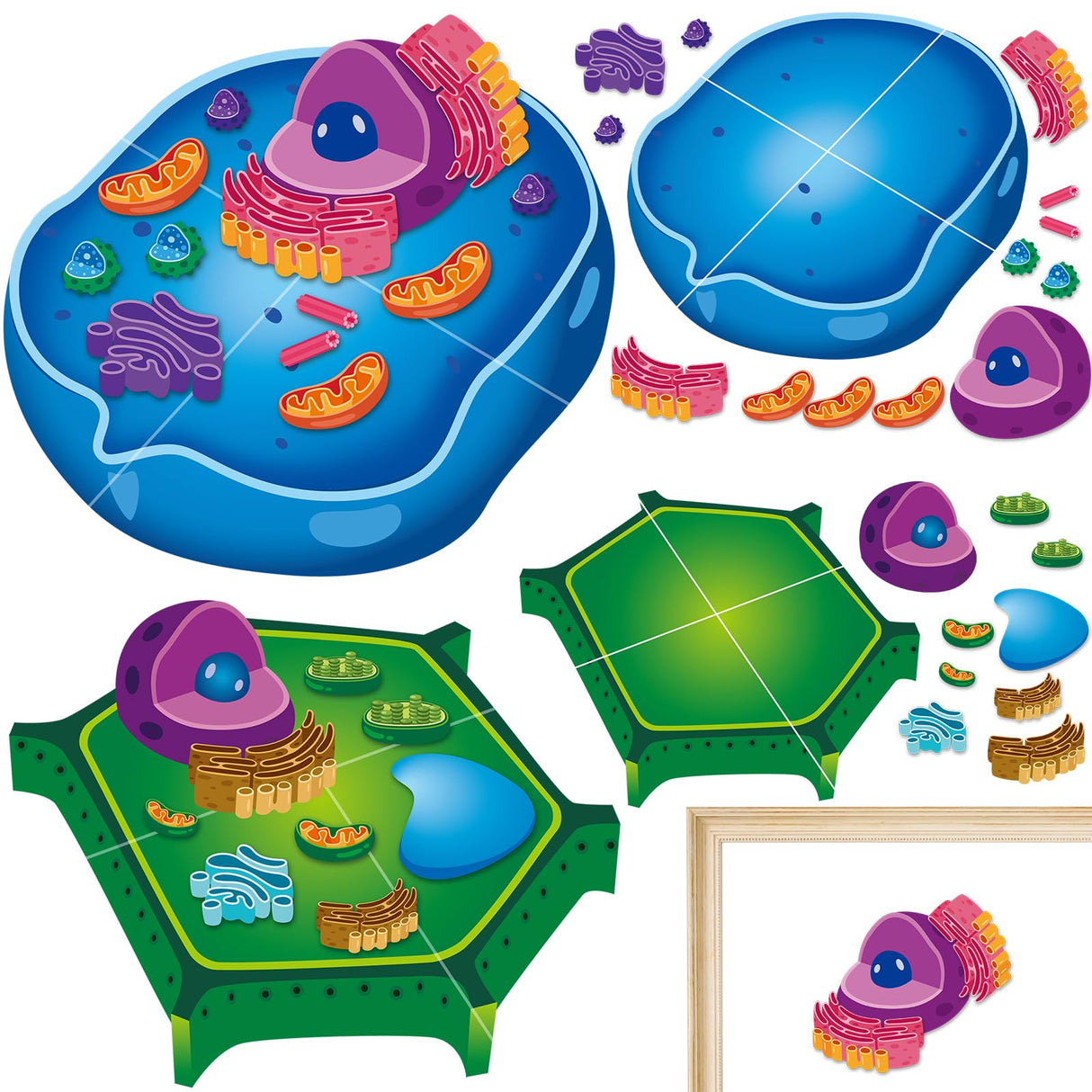 2 Set Magnetic Animal and Plant Cell Model Clearly Magnets Anatomy Models Educational Science Kits Back to School Biology Classroom Decor for Lab Decorations Teacher Must Haves Learning Teaching Aid Lonfliness