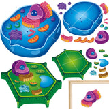 2 Set Magnetic Animal and Plant Cell Model Clearly Magnets Anatomy Models Educational Science Kits Back to School Biology Classroom Decor for Lab Decorations Teacher Must Haves Learning Teaching Aid Lonfliness