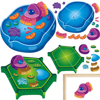 2 Set Magnetic Animal and Plant Cell Model Clearly Magnets Anatomy Models Educational Science Kits Back to School Biology Classroom Decor for Lab Decorations Teacher Must Haves Learning Teaching Aid