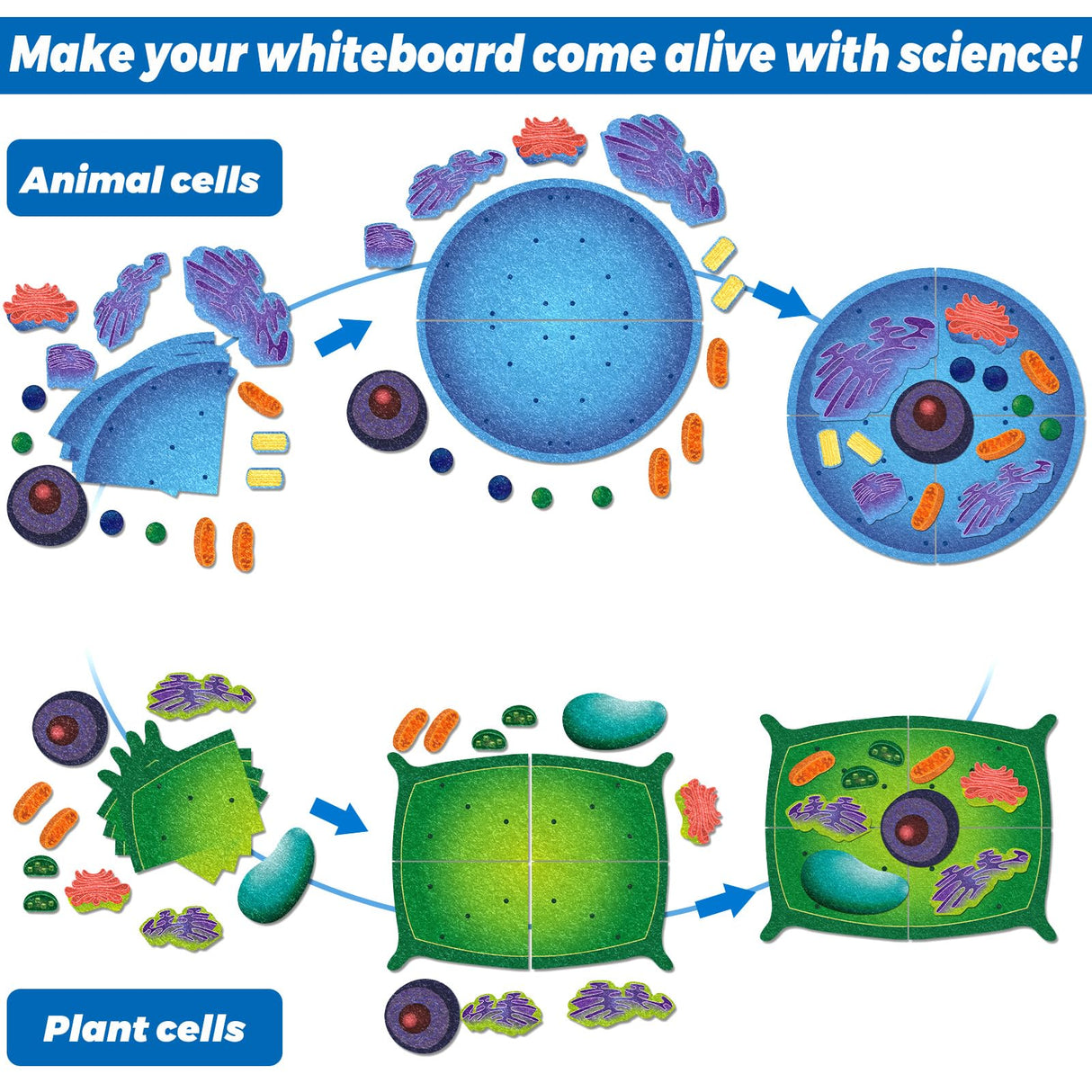 VercanMonth 2 Set Giant Felt Animal and Plant Cell Anatomy Model Kits Early Biology Cell Model Life Science Toys Animal Plant Bacteria Science Kit for Boys Girls Classroom Educational Learning VercanMonth