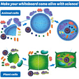 VercanMonth 2 Set Giant Felt Animal and Plant Cell Anatomy Model Kits Early Biology Cell Model Life Science Toys Animal Plant Bacteria Science Kit for Boys Girls Classroom Educational Learning VercanMonth