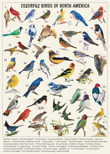 Vintage Bird Puzzles for Adults 1000 Pieces, Animal Hummingbird Puzzle of 36 Colorful Birds in North America, Bird Jigsaw Puzzles Nature PICKFORU