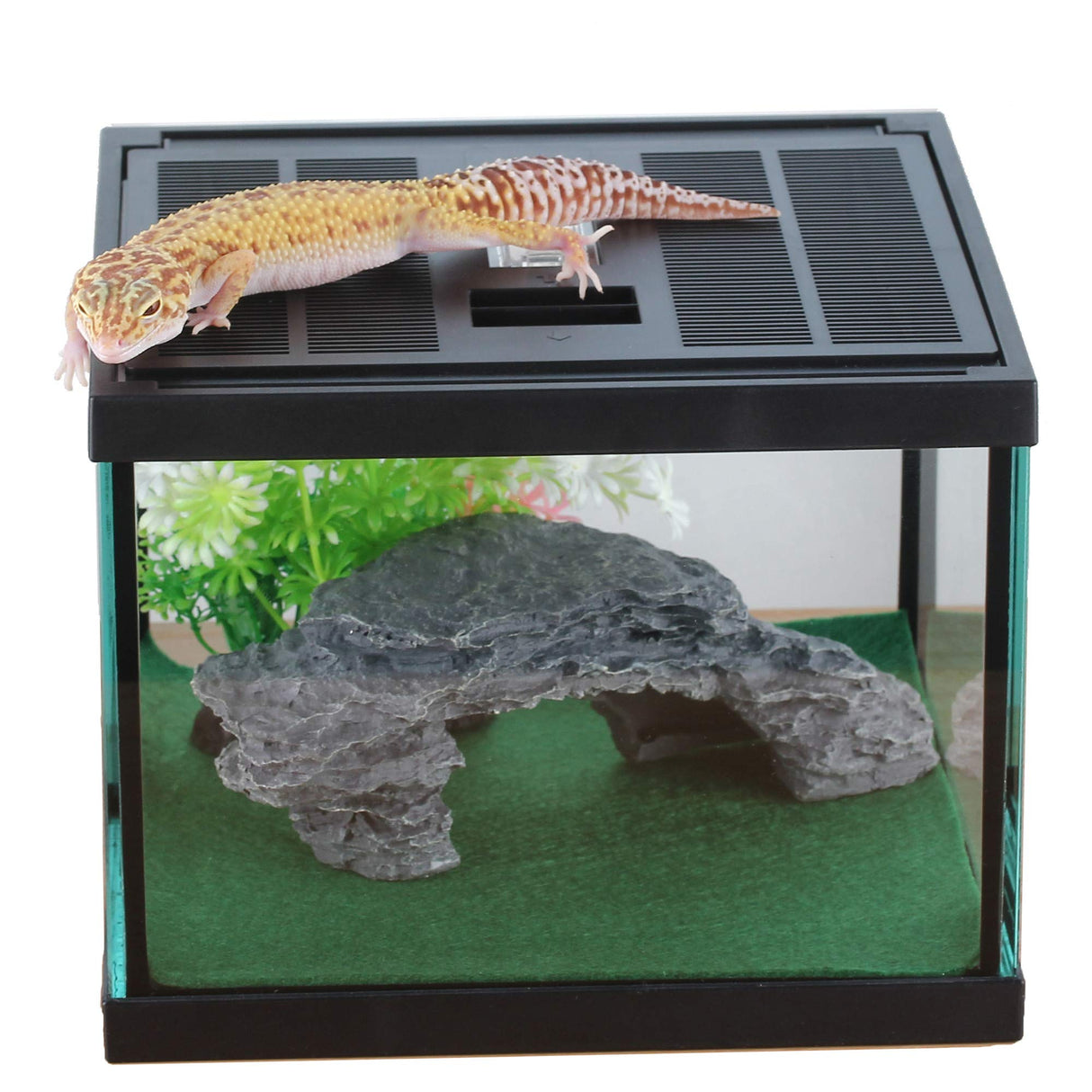 crapelles Glass Tank Spider Box Kit for Tarantula Feeder Insects Beetle Amphibians Terrarium Small pet,Washable mat,Resin Rock Shape Hideout, Artificial Flower crapelles