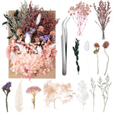 Real Dried Flowers, Natural Dry Flowers Mixed Natural Pressed Flowers Flores Secas Dried Florals for Crafts,Resin,Candle Making (Multicolor 2) auroray