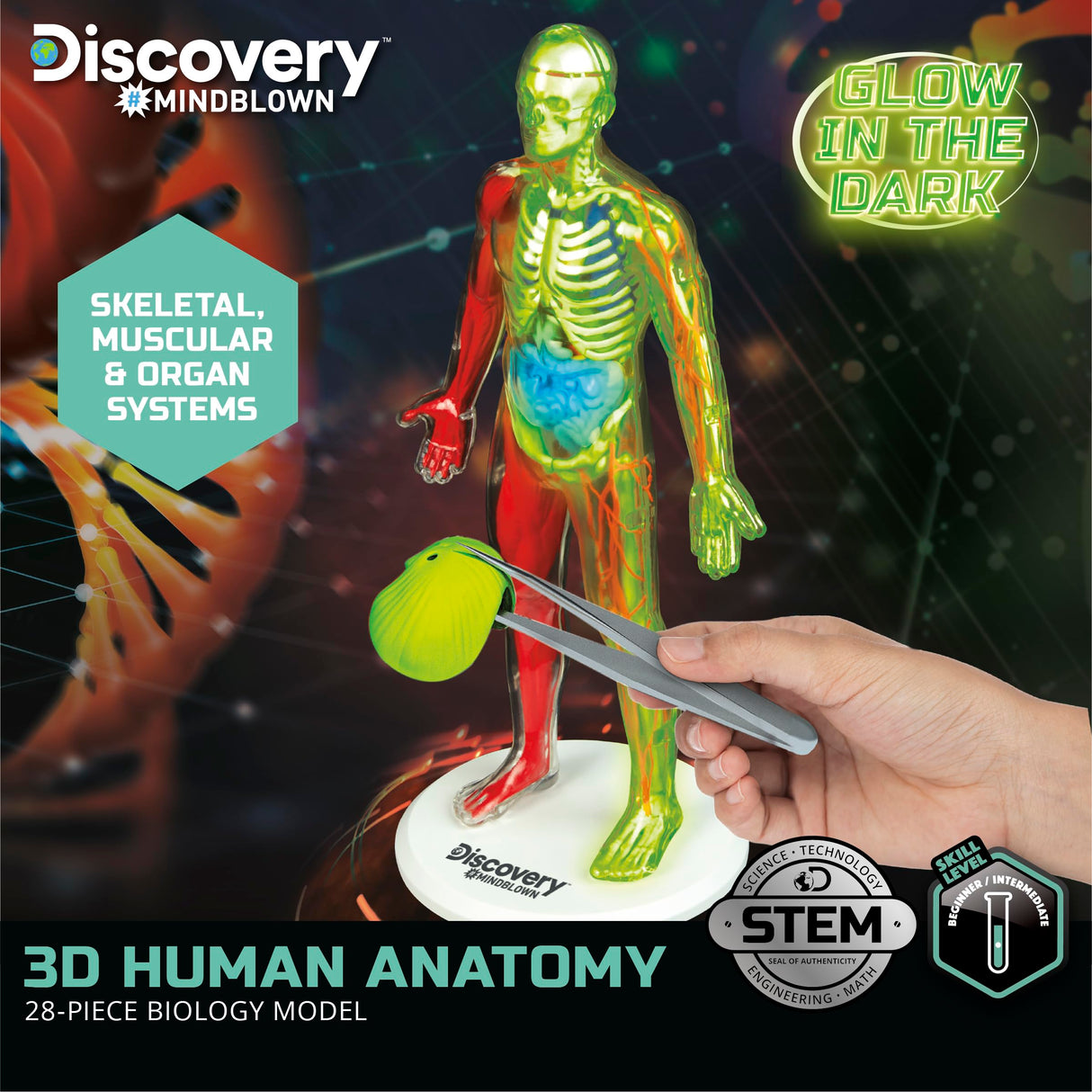 Discovery™ 3D Human Anatomy 28-Piece Biology Model with Glow-in-The-Dark Human Model, Hands on Learning, Age 8+ Discovery Kids