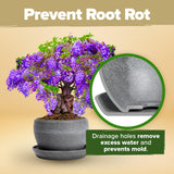 HOME GROWN Bonsai Tree Kit – Grow 4 Bonsai Types Indoors with Complete Starter Kit Including Pots Peat Pellets and Bonus Grow Guide – Unique Gardening Gift for Men Women Beginners HOME GROWN