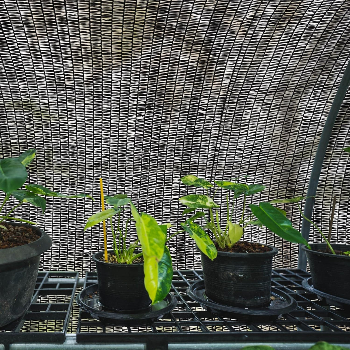 WindscreenSupplyCo] 40% 6.5' x 15 FT Pre-Cut Eyelets Shade Cloth Sunblock Shade UV Resistant Net for Garden Greenhouse Flower Plant, Black WindscreenSupplyCo