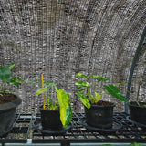 WindscreenSupplyCo] 40% 6.5' x 15 FT Pre-Cut Eyelets Shade Cloth Sunblock Shade UV Resistant Net for Garden Greenhouse Flower Plant, Black WindscreenSupplyCo