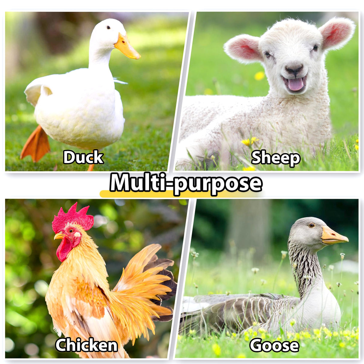 Large Metal Chicken Coops 12.8Lx9.84Wx6.6H FT for 8/10/16 Chickens with Run, Walk in Chicken Run Chicken Pen with Cover and Feeding Door, Spire Poultry Cage Hen House Runs for Yard with Cover 797Audio
