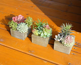Mingfuxin Succulents Plants Artificial, Mini Assorted Green Fake Plants in Pots, Small Artificial Succulent Plant with Wood Potted for Bathroom Home Office Living Room Table Decor Indoor, Set of 3 Mingfuxin