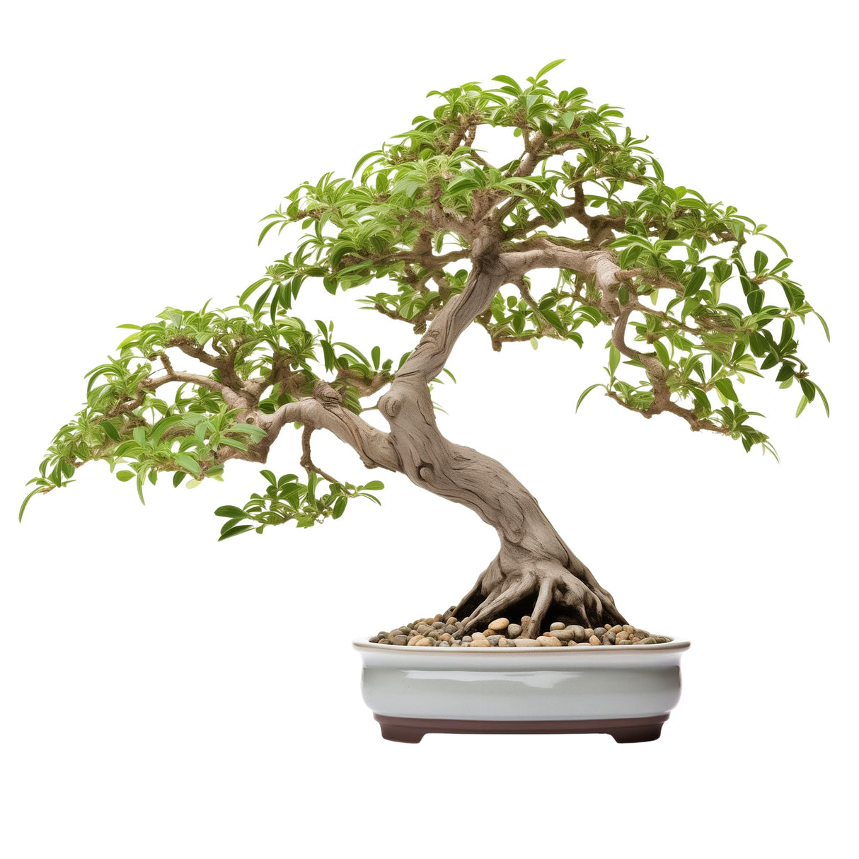 Bonsai Starter Kit – Growing Pigeon Pea Bonzai Tree from Seeds | Complete Indoor Tree Kit for Growing Plants with Tools & Planter – Gardening Gifts for Mother, Women & Men AVERGO