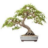 Bonsai Starter Kit – Growing Pigeon Pea Bonzai Tree from Seeds | Complete Indoor Tree Kit for Growing Plants with Tools & Planter – Gardening Gifts for Mother, Women & Men AVERGO