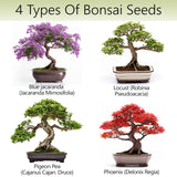 Avergo Bonsai Tree Kit – 4X Unique Japanese Bonzai Trees | Complete Indoor Starter Kit for Growing Bonsai Plants with Tools & Planters – Gardening Gifts for Women & Men AVERGO