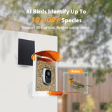 Birdkiss Smart Bird Feeder with Camera Solar Powered, 1080P HD Wild Bird Watching Cam Auto Capture Videos and AI Identify, Squirrel Proof Metal Bird Feeders, Ideal Gift for Bird Lovers (Orange) Birdkiss