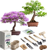 Bonsai Starter Kit – 2X Bonsai Tree | Complete Indoor Starter Kit for Growing Bonsai Plants with Tools & Planters – Gardening Gifts for Women & Men AVERGO