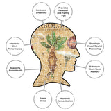 AQUARIUS Harry Potter Herbology 1000pc Puzzle (1000 Piece Jigsaw Puzzle) - Glare Free - Precision Fit - Officially Licensed Harry Potter Merchandise & Collectibles - 20x28 Inches AQUARIUS