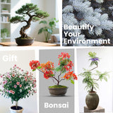 Bonsai Tree Kit – 5Pack Complete Indoor Starter Kit with 5 Unique Japanese Bonsai Trees, Tools & Planters – Perfect Gardening Gift for Women, Men, Plant Lovers – Great for Easter, Father’s Day PLANTMEW