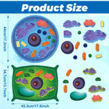 VercanMonth 2 Set Giant Felt Animal and Plant Cell Anatomy Model Kits Early Biology Cell Model Life Science Toys Animal Plant Bacteria Science Kit for Boys Girls Classroom Educational Learning VercanMonth