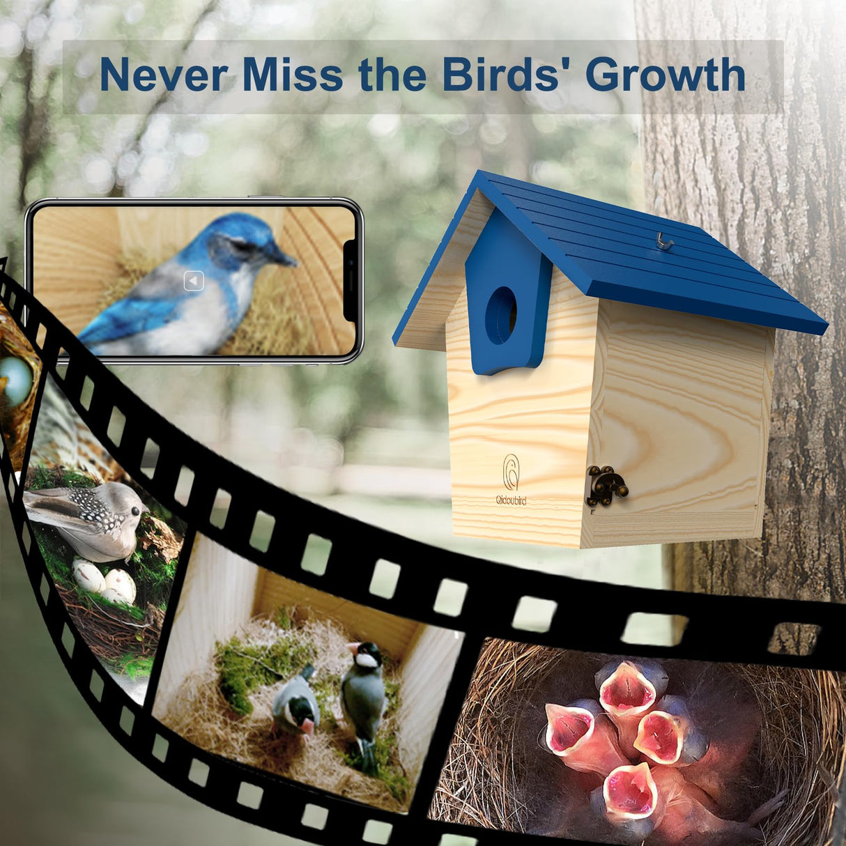 Qidoubird Smart Birdhouse with Camera, 2.4G WiFi Bird Watching Camera Night Vision, Wood Birdhouse Camera Auto Capture Bird Videos & Real Time Notify, Best for Bird Lovers Qidoubird