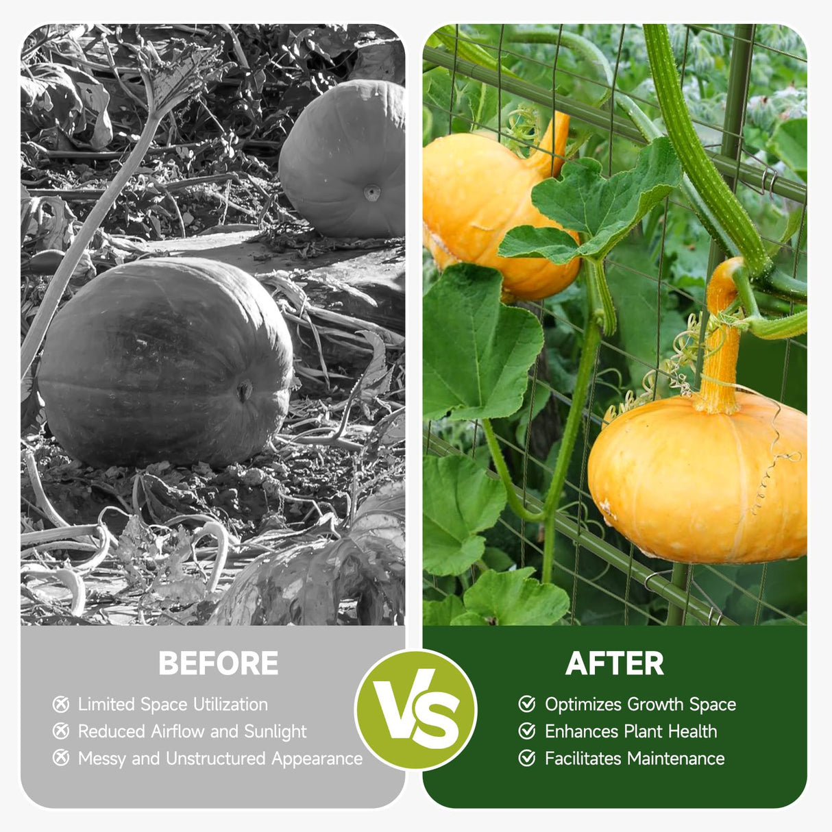 HIRALIY Cucumber Trellis for Climbing Plants Outdoor, 5 ft Tall Metal Garden Trellis, Arch Tunnel for Tomato Grape Vine Vegetables, Plant Support Archway for Garden Raised Bed, Green HIRALIY