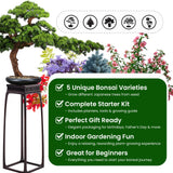 Bonsai Tree Kit – 5Pack Complete Indoor Starter Kit with 5 Unique Japanese Bonsai Trees, Tools & Planters – Perfect Gardening Gift for Women, Men, Plant Lovers – Great for Easter, Father’s Day PLANTMEW