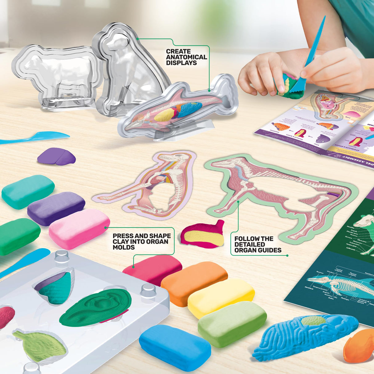 ArtSkills Epic Lab Vet Kit for Kids, Animal Anatomy Science Kit for Kids 8+ with Modeling Clay ArtSkills