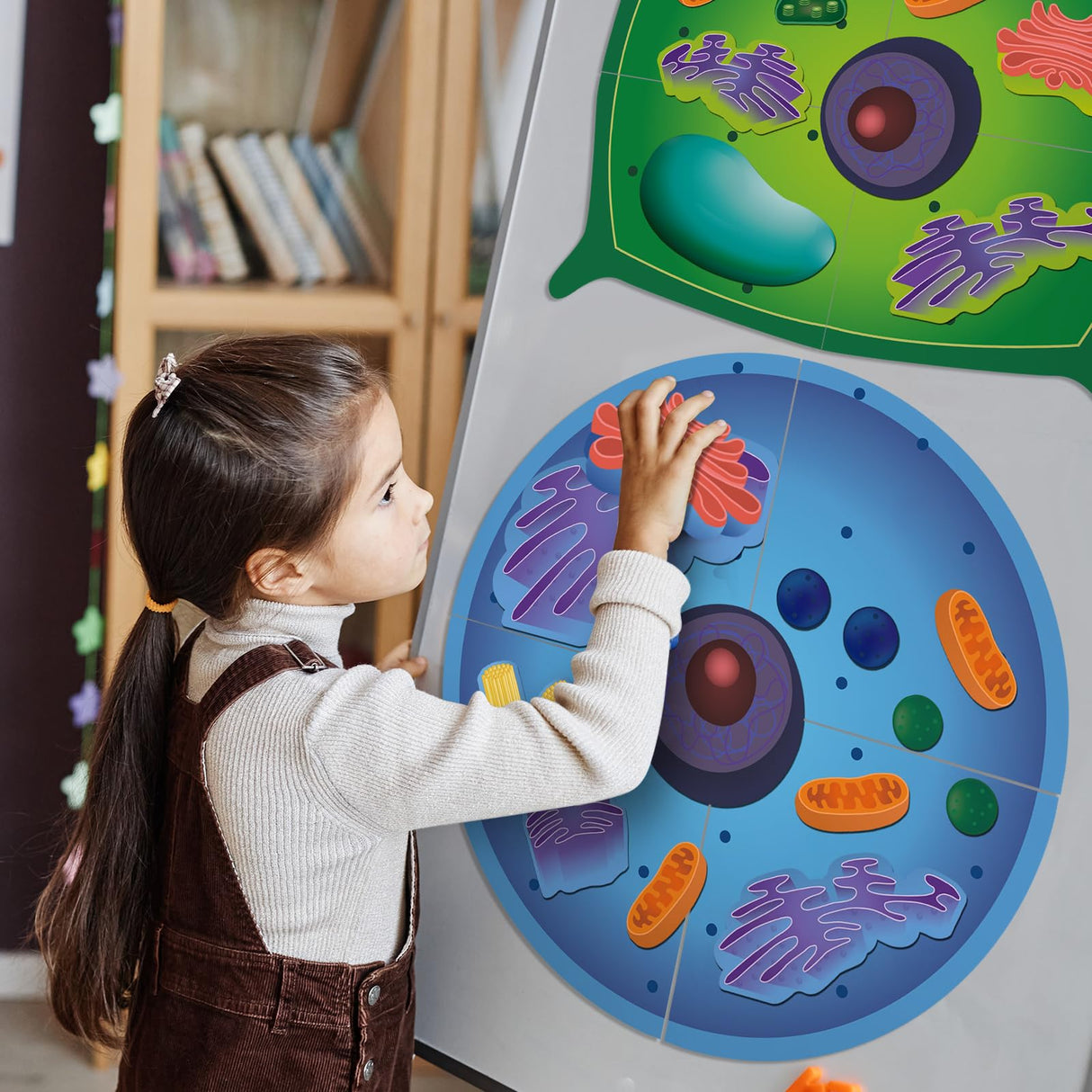 VercanMonth 2 Set Magnetic Animal and Plant Cell Anatomy Model Clearly Labeled Animal Cell Model Educational Science Kits for Biology Anatomy and Science Projects Classroom Learning Teaching Aid VercanMonth