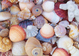 All the Shells 1000-Piece Jigsaw Puzzle PETER PAUPER PRESS