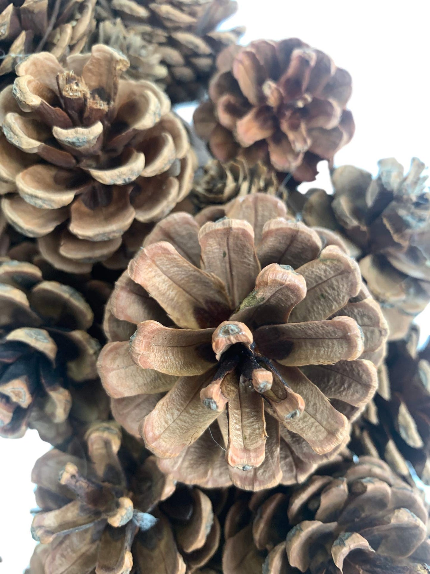 20 Inch Fall Front Door Wreath Natural Pinecone Wreath Polyfoam Base Flower Farmhouse Grapevine Wreath Blossom Cluster Wreath for Thanksgiving Celebration Front Door Wall Window Christmas Decor