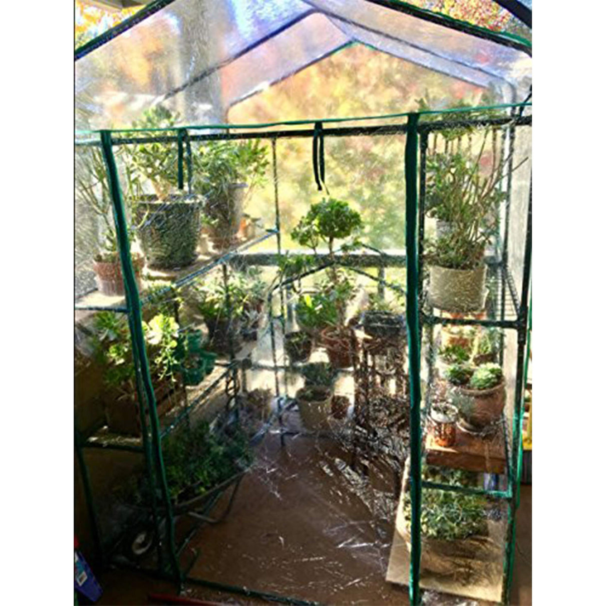 Greenhouse - Walk in Greenhouse with 8 Sturdy Shelves and PVC Cover for Indoor or Outdoor Use - 56 x 56 x 76-Inch Green House by Home-Complete Home-Complete