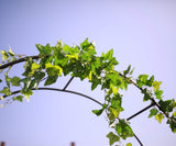 1. GO Steel Garden Arch, 7'8" High x 4'5" Wide, Garden Arbor for Various Climbing Plant, Outdoor Garden Lawn Backyard 1. GO