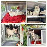 Cat Enclosure Outdoor Wooden Cat House Large Catio Vertial Kitten Kennel Cat Cage 4 Tiers 77" L x 36" W x 69" H MEDEHOO