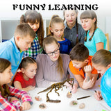 Dinosaur Fossil Digging Kit for Kids, Eggs Excavation Dig Kit, Toys for Kids 5-7 8-12, Great Birthday for Boys and Girls 10Leccion